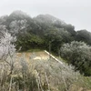 Băng giá phủ bề cây cối trên đỉnh núi Phia Oắc (xã Thành Công, huyện Nguyên Bình). (Ảnh: Hoàng Hiên/TTXVN phát)