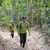 Lực lượng bảo vệ rừng Vườn Quốc gia Kon Ka Kinh tuần tra, bảo vệ rùng. (Ảnh: Hoài Nam/TTXVN)