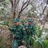 Cán bộ, chiến sỹ Đồn Biên phòng Thàng Tín (Hà Giang) tuần tra, kiểm soát địa bàn được giao phụ trách. (Ảnh: Nam Thái/TTXVN)