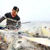 Ngư dân xã biển Đức Trạch, huyện Bố Trạch, tỉnh Quảng Bình phấn khởi trúng đậm mẻ cá bè đầu năm mới. (Ảnh: TTXVN phát)