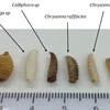 Ấu trùng ruồi Maggot. (Nguồn: shire.science.uq.edu.au)