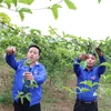 Anh Giàng A Nủ (bên trái) thành công với mô hình trồng chanh leo năm 2023 cho thu nhập gần 150 triệu đồng ở bản Dền Thàng B, xã biên giới Dào San, huyện Phong Thổ, tỉnh Lai Châu. (Ảnh: Nguyễn Oanh/TTXVN)