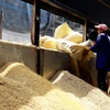Thu mua lúa gạo tại Công ty TNHH Dương Vũ. (Ảnh: Hồng Đạt/TTXVN)