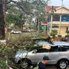 Mưa to kèm theo dông lốc khiến nhiều cây xanh bị gãy đổ trên địa bàn thành phố Sơn La, huyện Phù Yên, Thuận Châu, Quỳnh Nhai. (Ảnh: TTXVN phát)