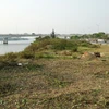 Khu vực đường Thăng Long ven sông Hàn đã xuống cấp, mọc nhiều lau lách, cỏ dại, gây mất mỹ quan. (Ảnh: Quốc Dũng/TTXVN)
