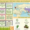 Những loại gạo Việt Nam được ưa chuộng trên thế giới