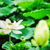 Vẻ đẹp thuần khiết của những bông sen trắng trong đầm sen Tây Hồ, Hà Nội. (Ảnh: Khánh Hòa/TTXVN)