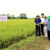 Các đại biểu tham quan mô hình trồng lúa Gia Lộc 516 tại xã Dị Chế, huyện Tiên Lữ, tỉnh Hưng Yên. (Ảnh: TTXVN)