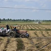 Máy gặt đập liên hợp thu hoạch lúa trên cánh đồng vùng biên Thạnh Trị (thị xã Kiến Tường). (Ảnh: Đức Hạnh/TTXVN)