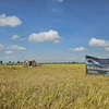 Dự kiến đến cuối năm 2024, xã Thạnh Hòa, Bến Lức, Long An có 1.500 ha lúa ứng dụng công nghệ cao trong khi chỉ tiêu đề ra là 1.350 ha vào năm 2025. (Ảnh: Đức Hạnh/TTXVN)