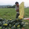 Nông dân huyện Nam Đàn thu hoạch dưa hấu. (Ảnh: Bích Huệ/TTXVN)