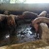 Trang trại nuôi heo tự phát của 1 hộ dân ở Lâm Đồng trong tình trạng ô nhiễm. (Ảnh: Chu Quốc Hùng/TTXVN)