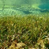 Thảm cỏ biển thuộc Khu bảo tồn biển Vườn quốc gia Núi Chúa (huyện Ninh Hải, tỉnh Ninh Thuận). (Ảnh: TTXVN phát)