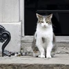 Mèo Larry. (Nguồn: nst.com.my/AFP)