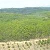 Diện tích rừng thuộc địa bàn quản lý của Ban Quản lý rừng phòng hộ Ia Puch, huyện Chư Prông, tỉnh Gia Lai bị phá trắng để chiếm đất trồng cao su suốt hơn 10 năm qua. (Ảnh: TTXVN phát)