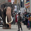 Một con voi tại Sri Lanka. (Nguồn: The Jakarta Post)