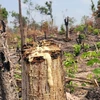 Một vụ phá rừng (Ảnh minh họa: TTXVN phát)