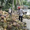 Nông dân huyện Giồng Trôm (Bến Tre) thu hoạch dừa khô nguyên liệu. (Ảnh: Công Trí/TTXVN)