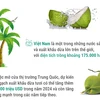 Dừa tươi sẽ xuất khẩu chính ngạch sang Trung Quốc