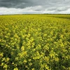 Hoa cải dầu nở rộ trên cánh đồng ở La Salle, tỉnh Manitoba, Canada. (Ảnh: Reuters/TTXVN)