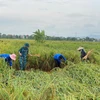 Tuổi trẻ huyện Sóc Sơn, Hà Nội cùng lực lượng quân đội và nhân dân bó dựng lại diện tích lúa bị đổ. (Ảnh: TTXVN phát)