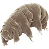 Gấu nước tardigrade. (Nguồn: Wikipedia)