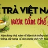 Gỡ nút thắt "giá rẻ," đưa trà Việt Nam vươn tầm thế giới