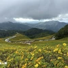 Những cánh đồng hoa dã quỳ vàng rực hai bên đường là điểm thu hút khách du lịch tới Mae Hong Son. (Ảnh: Huy Tiến/TTXVN)