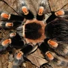 Nọc độc của nhện có thể bào chế làm thuốc giảm đau hiệu quả