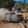 LHQ: Tình trạng săn bắn voi tại châu Phi vẫn ở mức quá cao