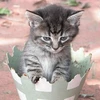[Photo] Ngộ nghĩnh những chú mèo tưởng mình là cây trồng