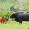 Khánh Hòa nghiên cứu lai tạo và chọn lọc bò lai bò tót