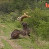 Video trâu húc sư tử hút nhiều người xem nhất tuần qua
