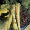 Cá jawfish đực ấp tới 400 quả trứng trong... miệng