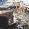 Sở thú xẻ thịt hươu cao cổ lại gây sốc vì giết sư tử