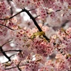 Số người dị ứng phấn hoa ở Nhật Bản tăng đột biến
