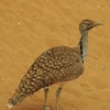 Hoàng tử Saudi Arabia săn trái phép hơn 2.000 chim quý