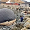 Cả thị trấn hoảng sợ vì xác cá voi khổng lồ nguy cơ phát nổ