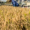 Campuchia kêu gọi nông dân nâng cao chất lượng lúa gạo 