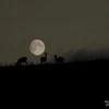 "Siêu Mặt Trăng" thứ ba của mùa Hè xuất hiện đêm Trung Thu