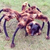 Video "Chó nhện khổng lồ" chiếm vị trí cao nhất trên mạng xã hội