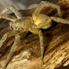 Hoảng hốt khi phát hiện nhện độc trong túi hàng tạp hóa