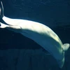 Cận cảnh cá voi trắng đầu tiên được sinh ra trong thủy cung