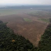 Diện tích rừng Amazon bị phá hoại đã tăng lên mức báo động