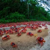 [Photo] Cận cảnh cuộc di cư của 120 triệu con cua đỏ