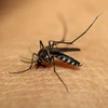 Phát hiện cách tiêu diệt ký sinh trùng gây bệnh sốt rét