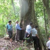Công nhận Cây sấu cổ thụ tại rừng Trần Hưng Đạo là di sản Việt Nam