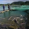 Báo nước ngoài viết về doanh nhân nuôi cá tầm ở Việt Nam