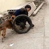 Chú chó trung thành giúp ông chủ bị liệt hai chân vượt khó khăn