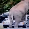 Hốt hoảng khi một chú voi đột ngột xông ra đường ngồi lên ôtô